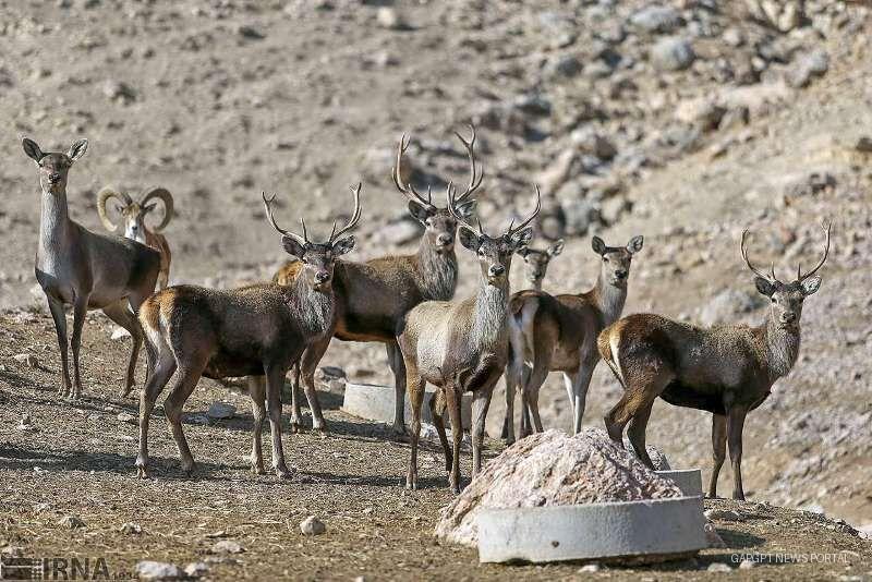 لرستان از دوربین‌های هوشمند برای حفاظت از زیست بوم های طبیعی بهره می گیرد